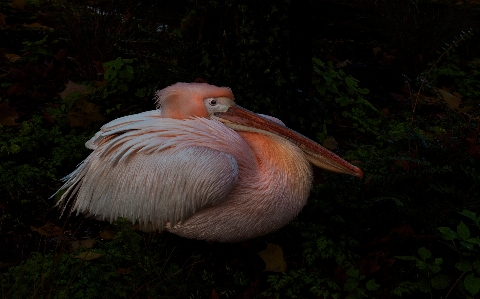 Pelican bird vertebrate white Photo