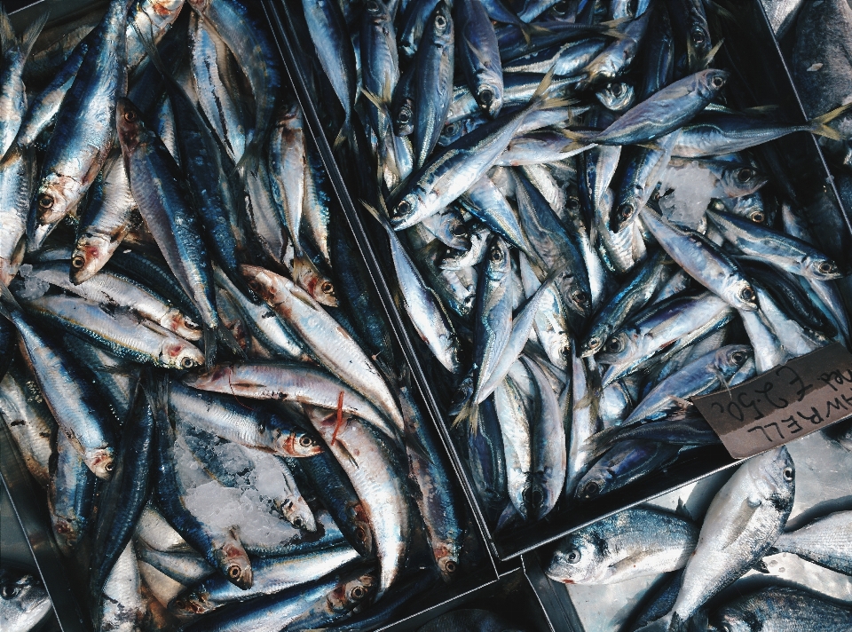 Pescare sardina
 prodotti ittici
 acciuga
