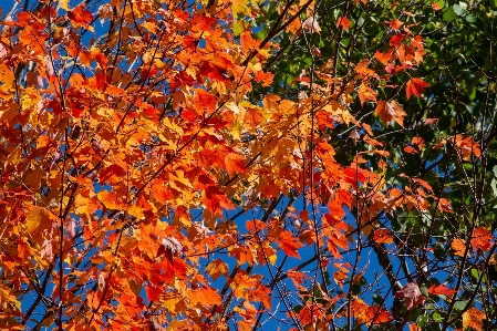 Foto árbol hoja otoño planta