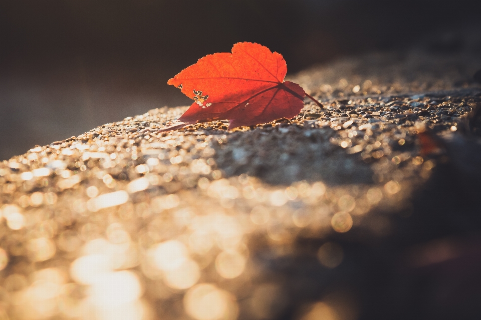 Leaf nature sky red