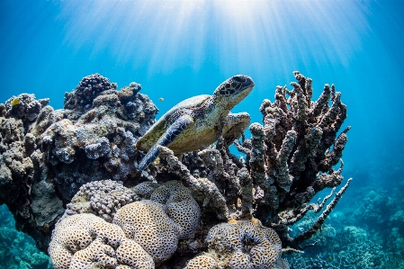 Coral reef underwater hawksbill sea turtle Photo