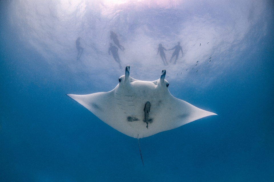 Manta ray stingray rays and skates eagleray