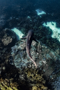 Foto Embaixo da agua biologia marinha
 água organismo