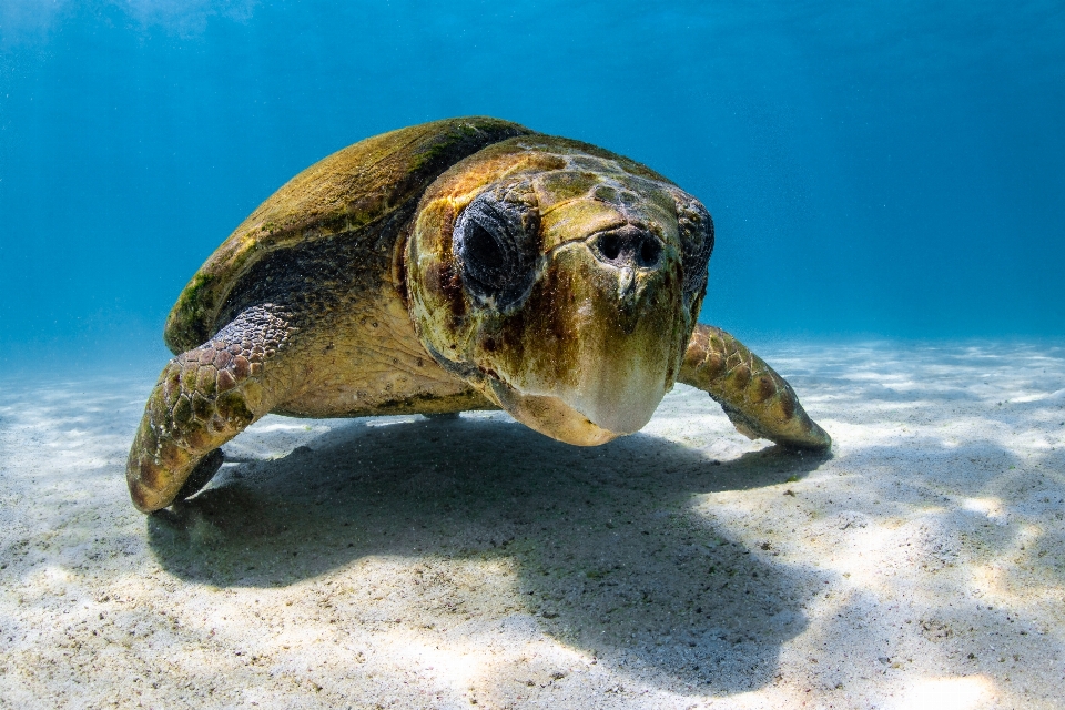 Meeresschildkröte
 olive ridley-meeresschildkröte
 schildkröte
 grüne