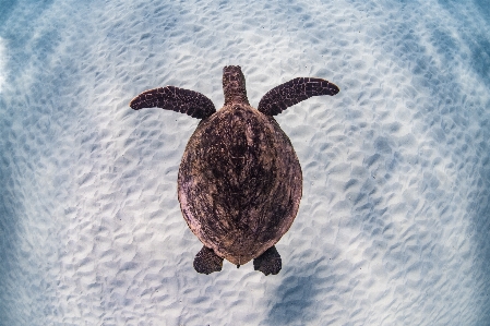 Sea turtle tortoise common snapping Photo