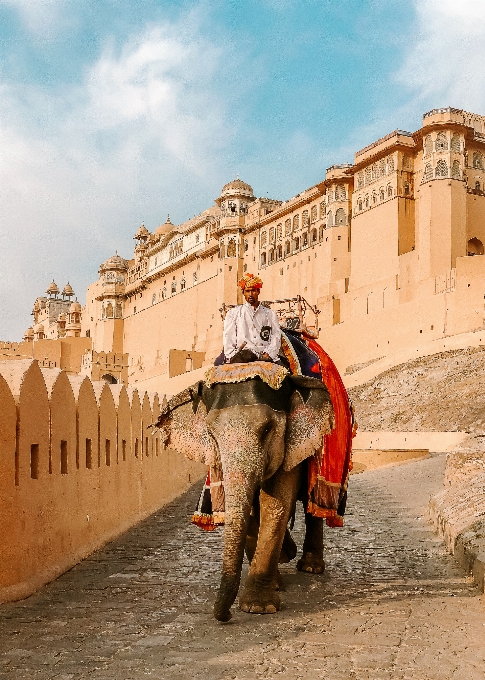 éléphant indien
 chameau animal de troupeau
 mode transport
