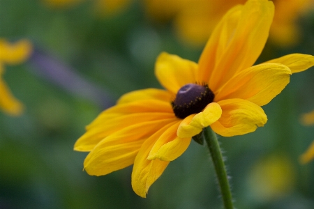 花 開花植物
 花弁 黄色 写真