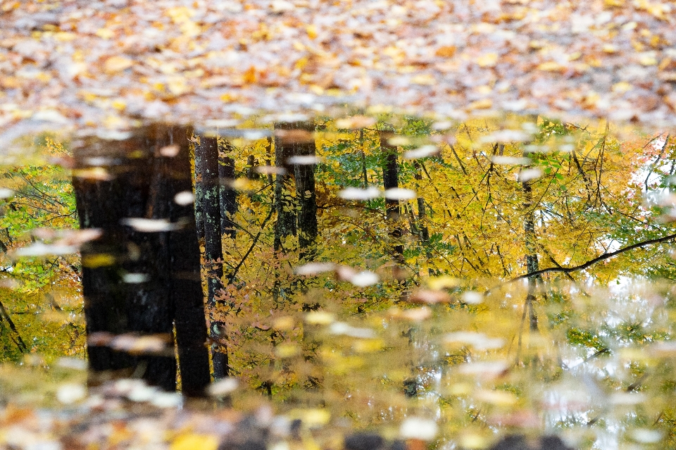 Blatt natur baum wasser