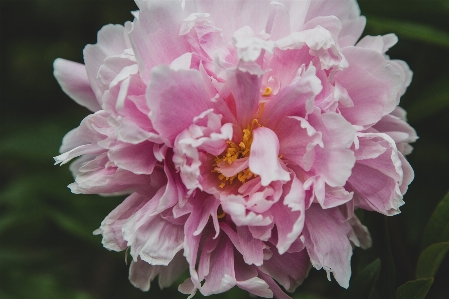 Flower flowering plant petal pink Photo