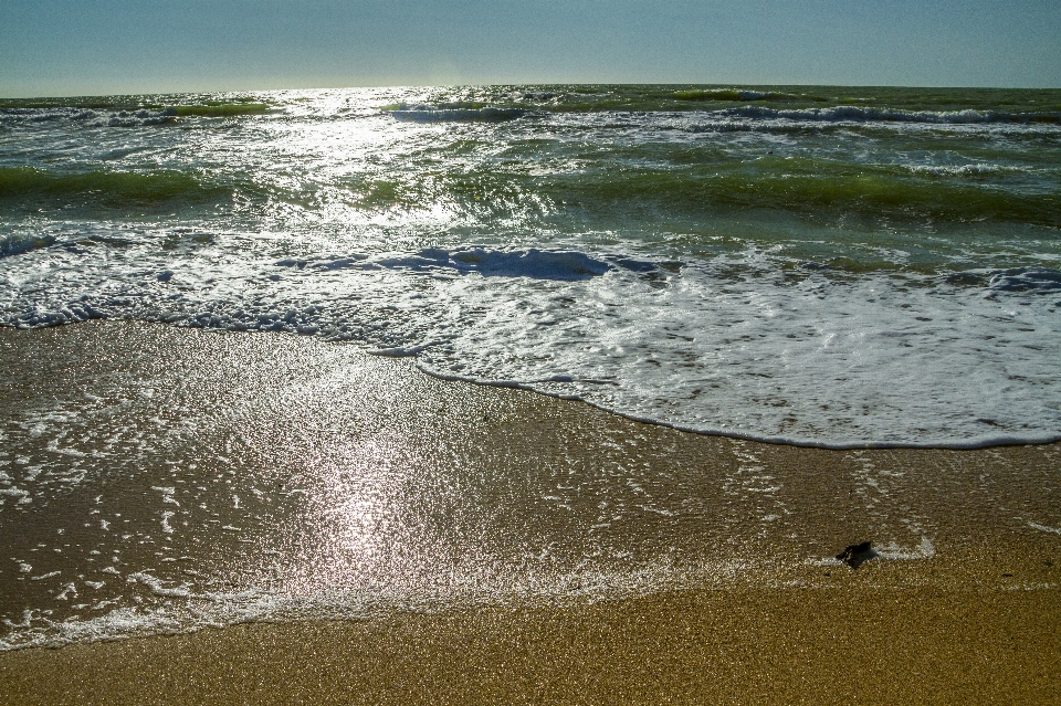 Mer plage doré
 homme