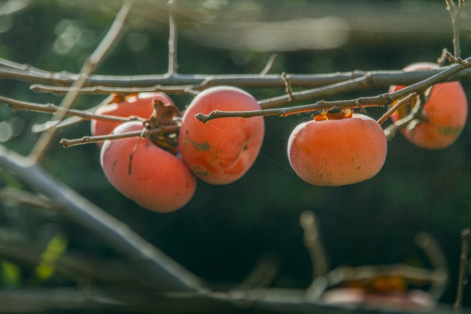 Caqui fruta
 outono colheita