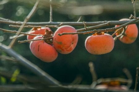 Foto Buah kesemek
 kesemak musim gugur memanen