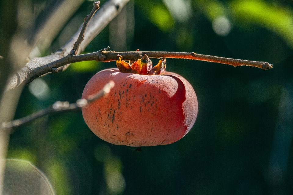 Caqui de fruta
 otoño cosecha