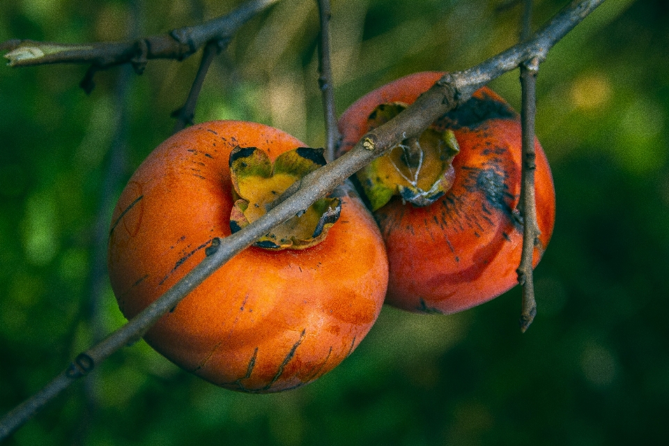 Caqui fruta
 outono colheita