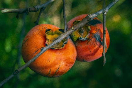 Foto Buah kesemek
 kesemak musim gugur memanen