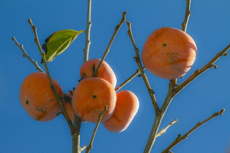 Foto Caqui de fruta
 otoño cosecha