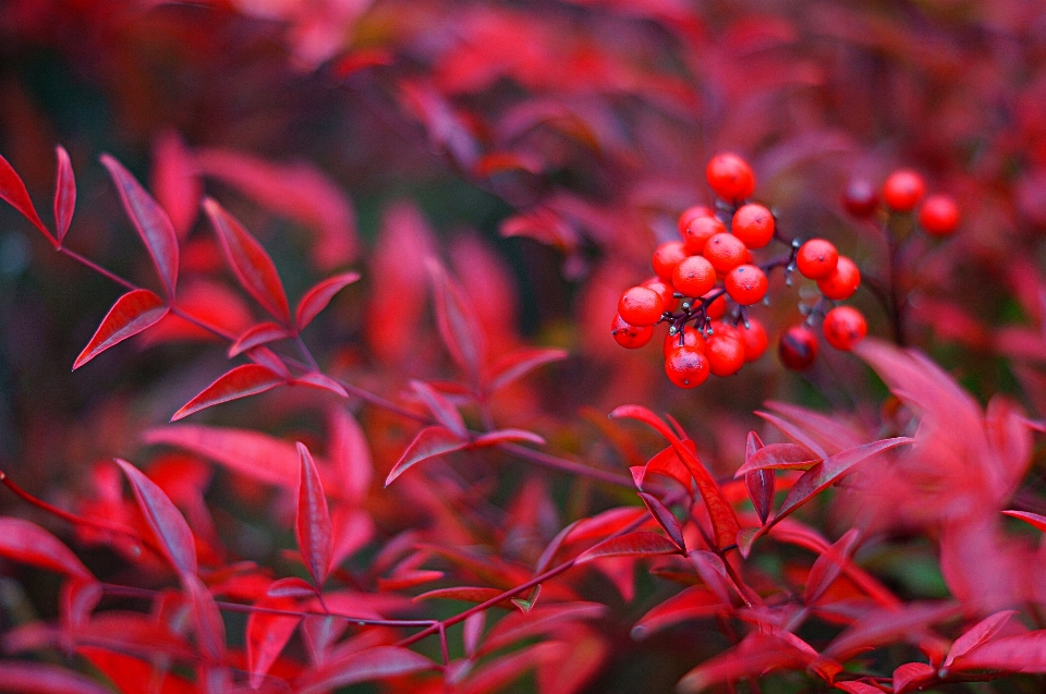 Otoño caer rojo planta