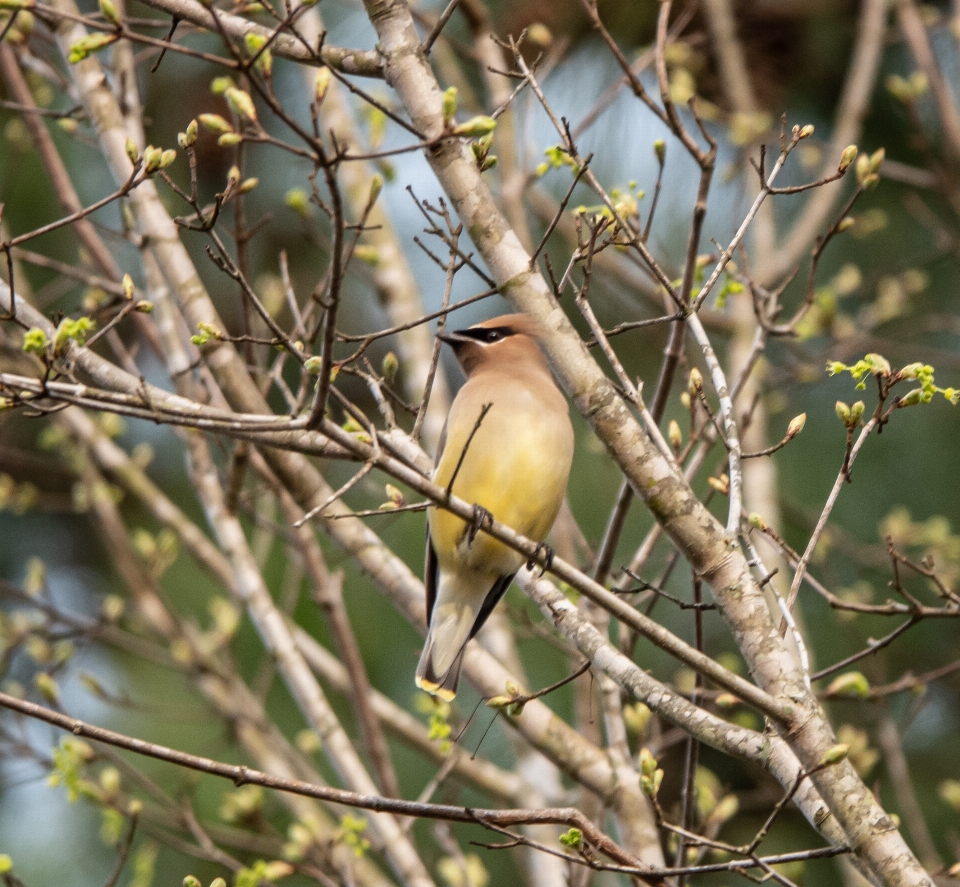 Bird western kingbird beak wildlife