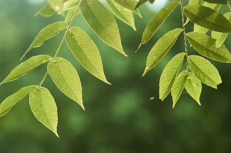 Blatt baum anlage blume Foto