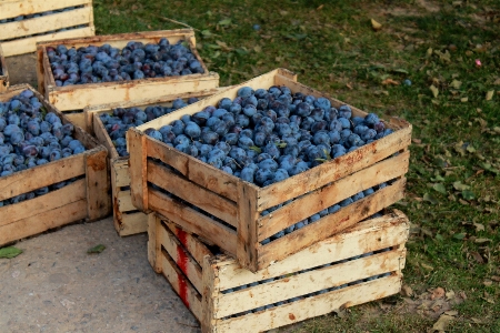 Plums crates harvest blue Photo