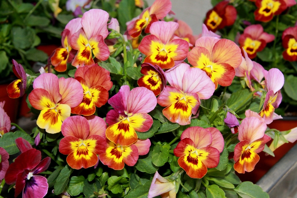 Violettes fleurs jardin fleur