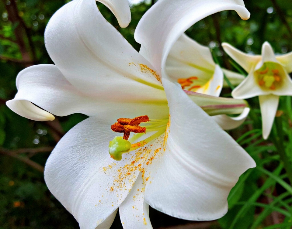 白色的 布洛姆
 花 百合