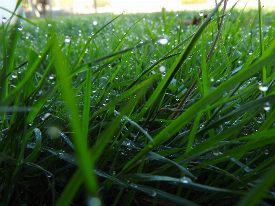 Morning dew nature grass green Photo