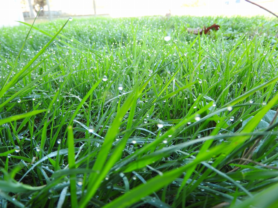 Rosée du matin
 nature herbe vert