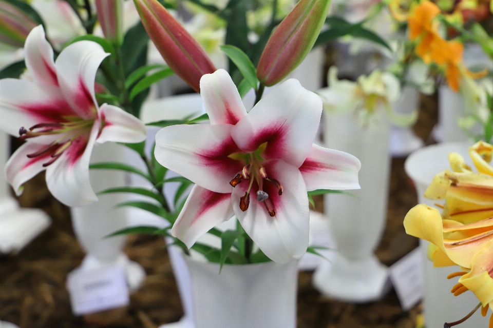 Canonizá-los
 flor planta com flor
 lírio