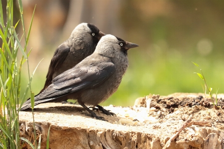 Canon eos bird vertebrate beak Photo