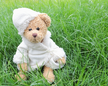 Canon eos teddy bear grass toy Photo