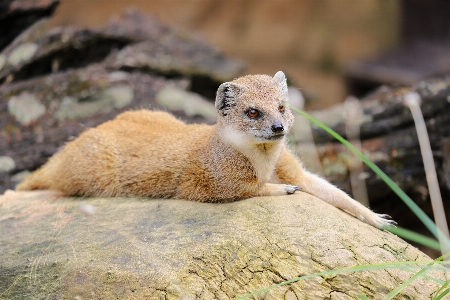 Canon eos mammal vertebrate wildlife Photo