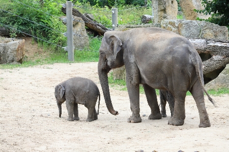 彼らを正典にする
 象 陸上動物
 ゾウとマンモス
 写真