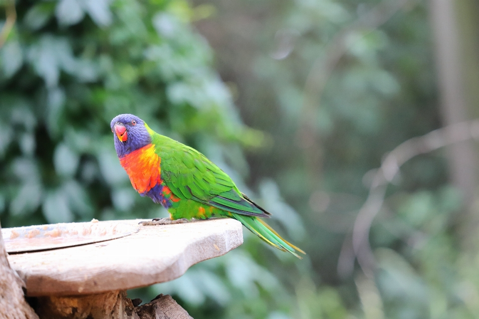 Canon eos bird vertebrate beak