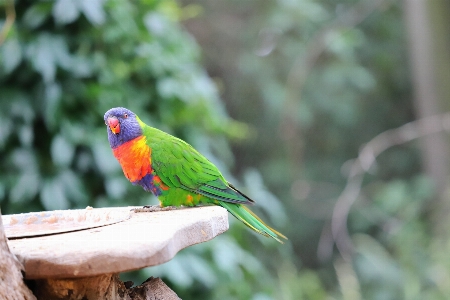 Foto Canonizzarli
 uccello vertebrato
 becco