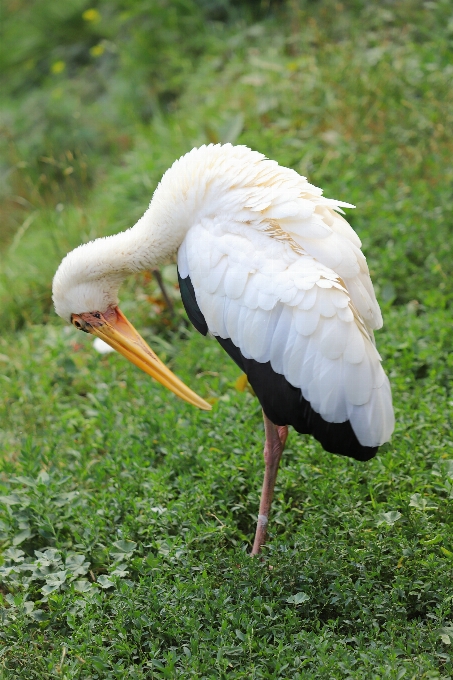 Canonizarlos
 pájaro vertebrado
 pico