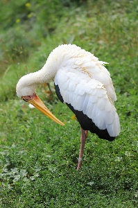 Foto Canonizzarli
 uccello vertebrato
 becco