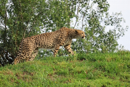 Foto Canonizzarli
 animale terrestre
 mammifero animali selvatici