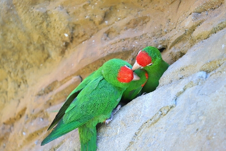 彼らを正典にする
 鳥 オウム コンゴウインコ 写真