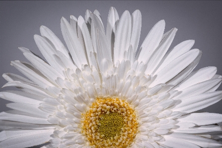 Barberton daisy white flower Photo