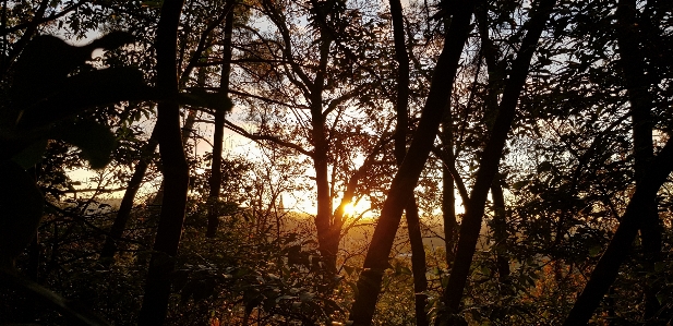 Morning sun rise tree Photo