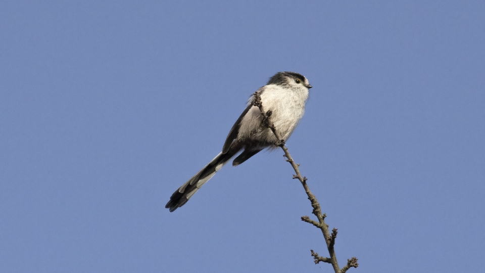 Fauna ptak kręgowiec
 dziób