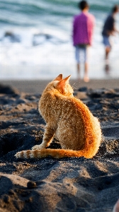 Foto Kucing felidae
 berukuran kecil hingga sedang
 pasir