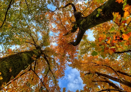 Tree leaf deciduous nature Photo