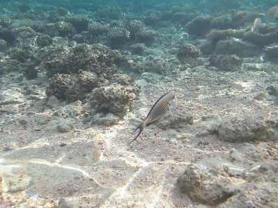 海 水下 海洋生物学 生物 照片