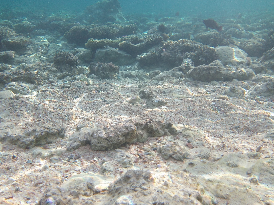 Mare sott'acqua scogliera
 barriera corallina
