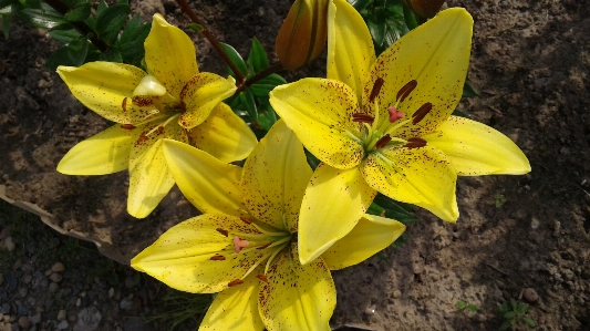 Foto Flores amarillas
 hermosas lirios