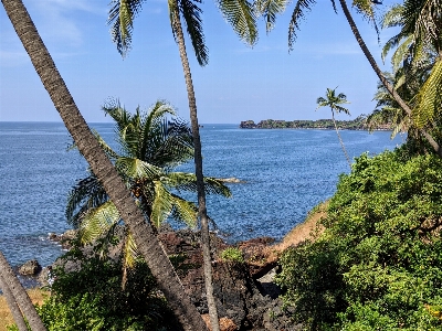 Beach coconut trees cove sea Photo