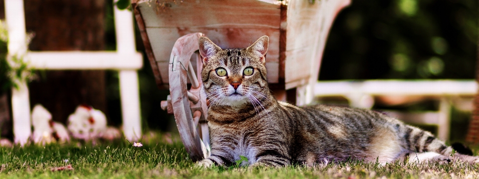 Gato mamífero vertebrado
 gatos de pequeno a médio porte
