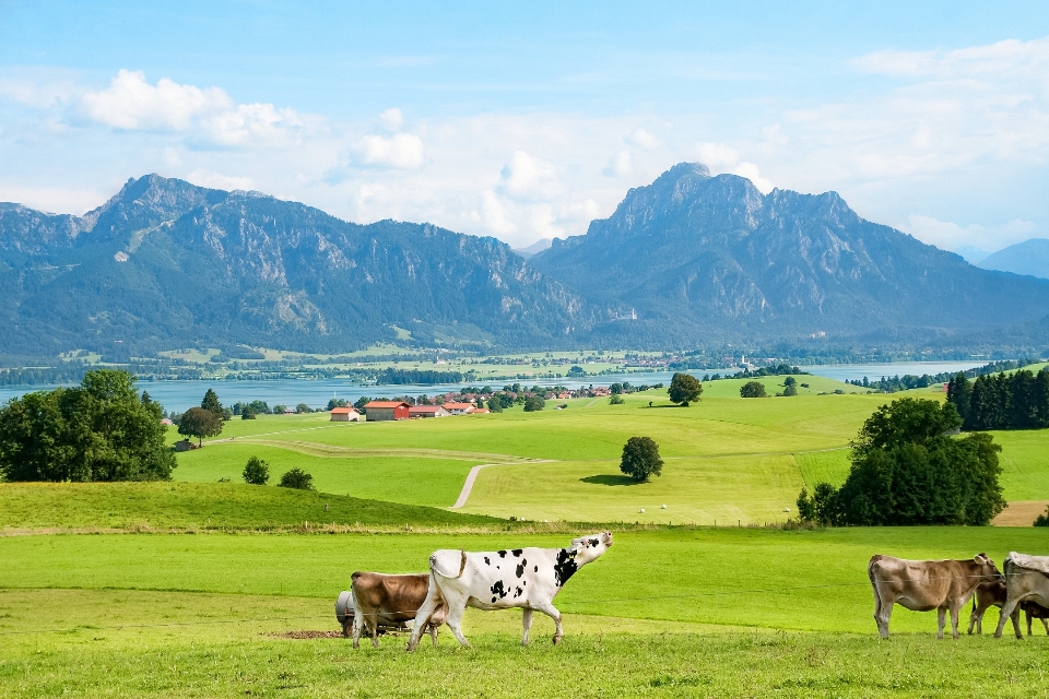 Svizzera prateria
 pascolo
 paesaggio naturale
